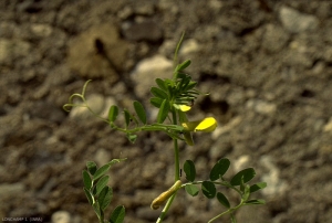 vicia-lutea2