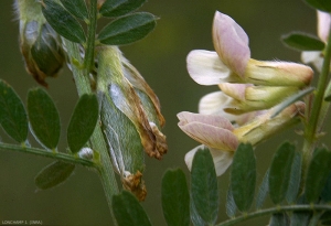 vicia-pannonica2