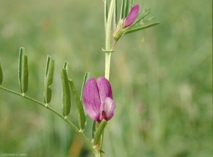 vicia-peregrina2