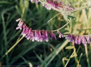 vicia-villosa2