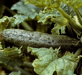 Aspect d'une courgette également  mosaïquée et piquetée. <b>Virus de la mosaïque du concombre</b> (<i>Cucumber mosaic virus</i>, CMV)