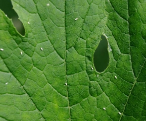 Présence de plusieurs aleurodes sur le limbe de cette feuille de courgette.