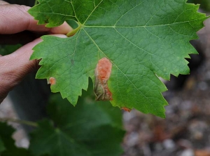 Deux taches occasionnées par <b><i>Botrytis cinerea</i> </b> sont bien visibles à la périphérie du limbe.(pourriture grise)