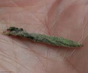 Aspect de la feuille enroulée à l'intérieur d'un cigare. Byctiscus betulae(cigarier)