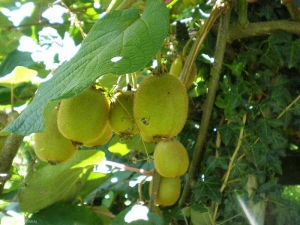 kiwi_fruit