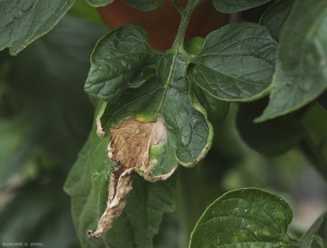 Large tache nécrotique située à l'extrémité d'une foliole de tomate et s'étendant progressivement vers l'intérieur du limbe. Des arabesques concentriques sont visibles.  <b><i>Botrytis cinerea</i></b> (moisissure grise, grey mold)