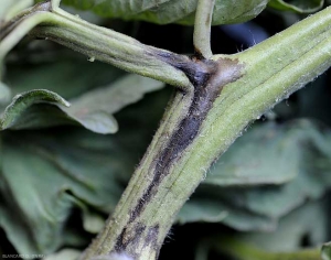 Brunissement longitudinal sur le rachis d'une feuille de tomate. <i><b>Pseudomonas corrugata</b></i> (moelle noire, tomato pith necrosis)