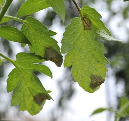 Plusieurs taches huileuse et noirâtres sont bien visibles par transparence sur ces folioles de tomate. <b><i>Phytophthora infestans</i></b> (mildiou)