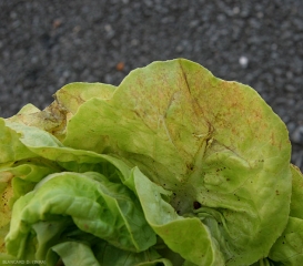 En fin d'évolution sur les feuilles, les tissus colonisés par <b><i>Golovinomyces cichoracearum</i> var. <i>cichoracearum</i></b> jaunissent et se nécrosent progressivement. (oïdium, "powdery mildew")