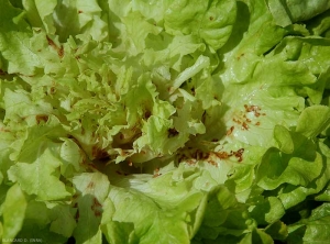 Présences de nombreuses taches nécrotiques rougeâtres à brunes sur les feuilles du coeur. <b>Taches de latex</b>