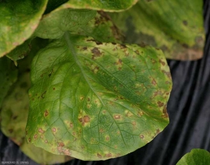 Détail de petites lésions chlorotiques et nécrotiques visibles à la face supérieure du limbe. <b>Agent des anneaux nécrotiques de la laitue</b> (<i>Lettuce ring necrosis agent</i>, LRNA)(maladie des taches orangées)