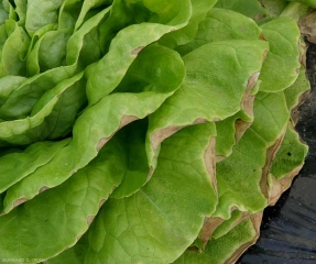 Détail de larges nécroses marginales sur feuilles de salade. <b>Nécrose marginale</b> (tip burn)