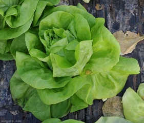 Une tache beige à marron clair s'est développée sur une feuille de cette laitue. <b><i>Botrytis cinerea</i></b> (moisissure grise, grey mold)