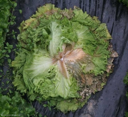 A un stade plus avancé, l'ensembles feuilles sont maintenant flétries et certaines, les plus basses,  commencent à pourrir. <b><i>Sclerotinia sclerotiorum</i></b> (<i>Sclerotinia</i> drop)