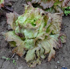 Cette salade a subi des températures bien inférieures à 0°C. En dégelant, elle montre un port flasque et des feuilles donnant l'apparence d'avoir été ébouillantées. <b>Dégâts dus au gel</b>