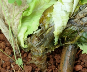 le collet de cette salade est ceinturé par une pourriture humide et noire. <b><i>Pectobacterium carotovorum</i> subsp. <i>carotovorum</i></b> ("bacterial soft rot")