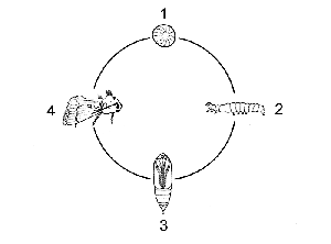 Noctuelles_koppert1