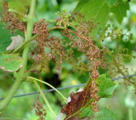 Inflorescences entièrement détruites par <i><b>Plasmopara viticola</b></i>. (mildiou)