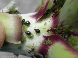 Brachycaudus-cardui2