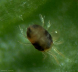 Coloration foncée d'un adulte <i>Tetranychus urticae</i>.