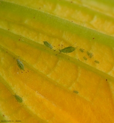 <b>Pucerons<b/> aptères situés sur une fleur de courgette.