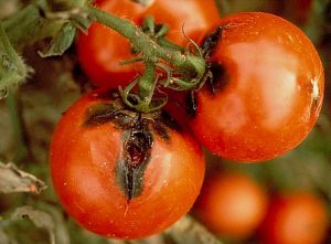 Alternaria_tomate2