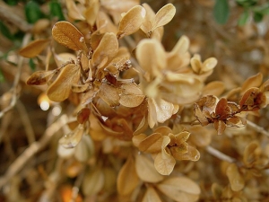 Cylindrocladium_buis_3