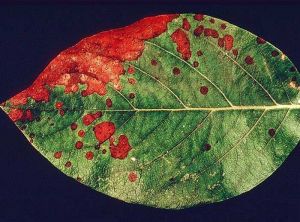 Taches de rouille avec des ponctuations noirâtres sur feuille de cognassier. © INRA