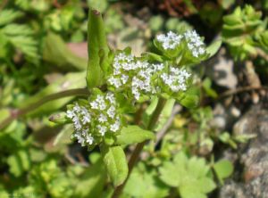 valerianella-locusta6