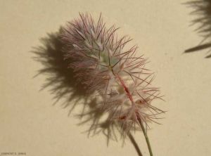 trifolium-arvense3