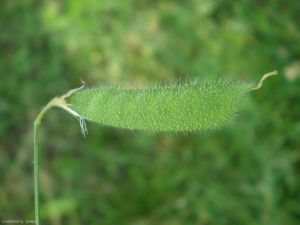 lathyrus-hirsutus8