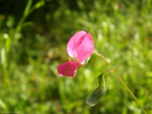 Lathyrus-nissolia2