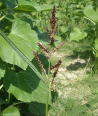 echinochloa-crusgalli8