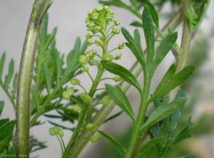 Lepidium-didymum7