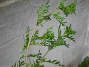 lepidium-didymum9