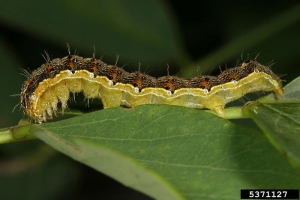 Larve d’<i>Heliothis armigera</i> - Source : Gyorgy Csoka, Hungary Forest Research Institute, www.forestryimages.org