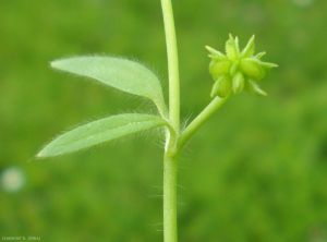 Ranunculus-parviflorus3