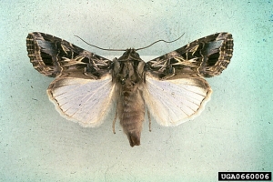 Spodoptera_littoralis_1