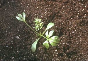 Nigella-damascena2