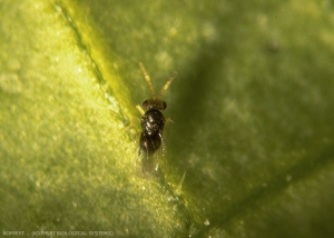 Adulte du parasitoide <i>Encarsia formosa</i>.