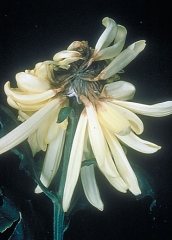 Didymella_ligulicola_2