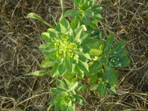 Euphorbia-helioscopia8