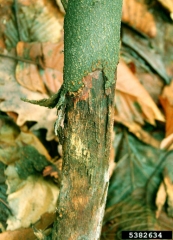 Mycélium observable sous l’écorce - Source : A. Kunca, National Forest Centre - Slovakia, www.forestryimages.org