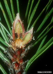 Coupe transversale de bourgeon de <i>Pinus nigra</i> présentant des nécroses brunes à sa base - Source : Biologische Bundesanstalt für Land- und Forstwirtschaft Archive, www.forestryimages.org