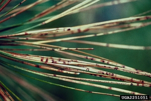 Aiguilles présentant des points d’infection et se desséchant - Source : R.L. James, USFS, www.forestryimages.org