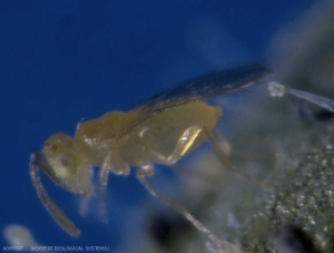 Adulte d'<b><i>Eretmocerus eremicus</i></b>, jaune citron.