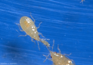 Nymphe d'<i>Orius laevigatus</i> s'attaquant à une larve de thrips.