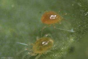 Phytoseiulus-persimilis4