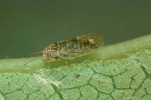 <i>Cacopsylla pyri</i> s’alimentant sur la nervure d’une feuille de poirier - Source : R. Coutin/OPIE, www.inra.fr