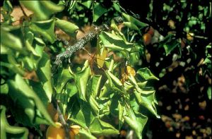 En été, les feuilles sont recroquevillées de manière polygonale - Source : G. Morvan, Inra, Montfavet, www.forestryimages.org